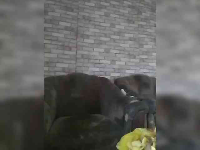 CerdAyaz webcam