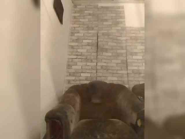 CerdAyaz webcam