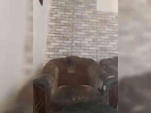CerdAyaz webcam