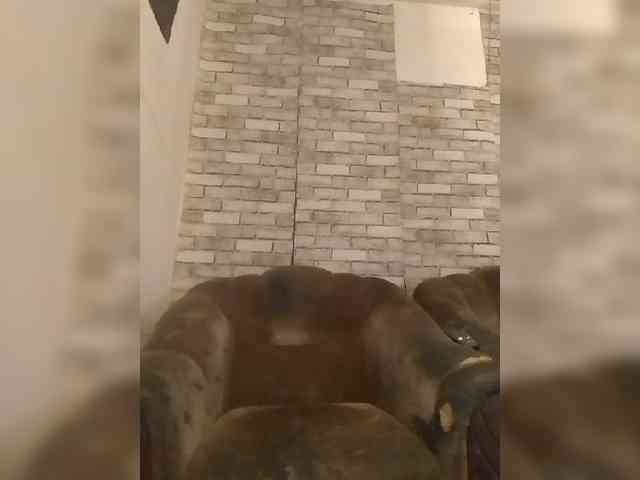 CerdAyaz webcam