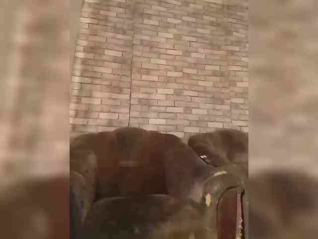 CerdAyaz webcam