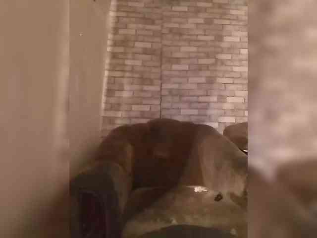 CerdAyaz webcam
