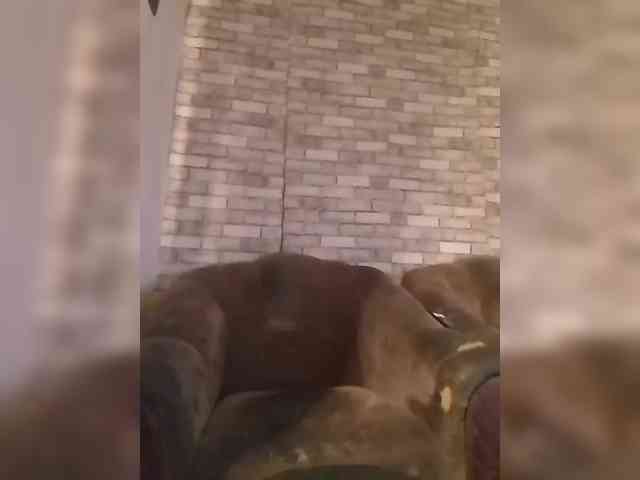 CerdAyaz webcam