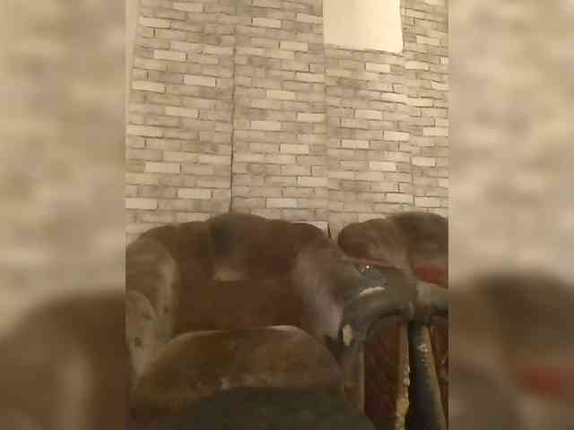 CerdAyaz Live Webcam on BongaCams