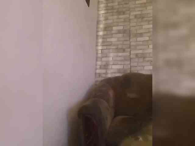CerdAyaz webcam
