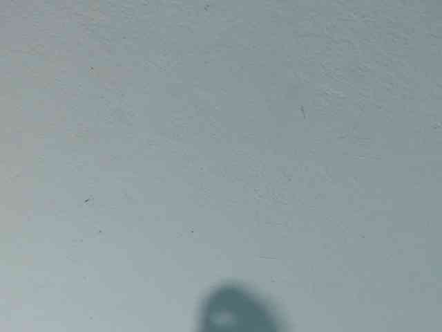 squirtbbw webcam