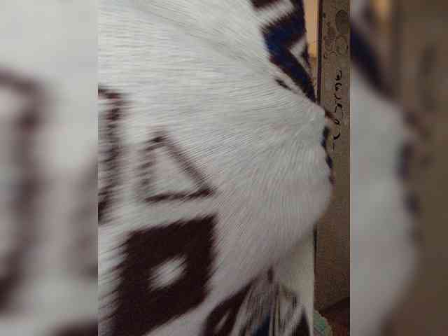 blackmask_ webcam