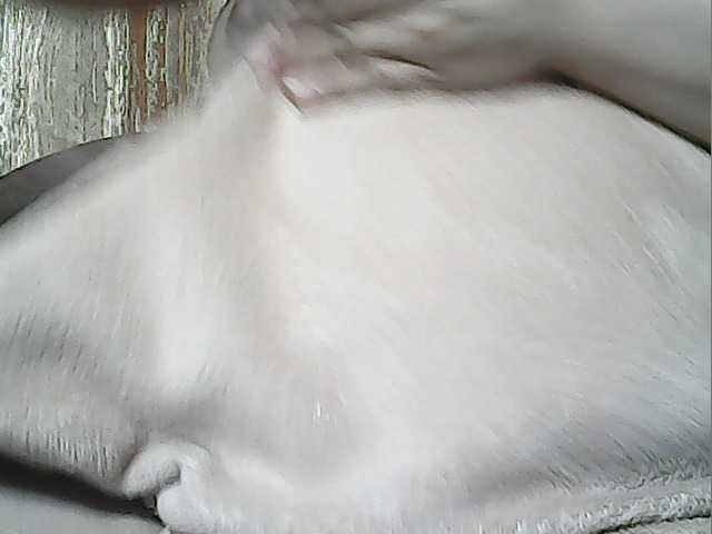 lovelyshantal live webcam show