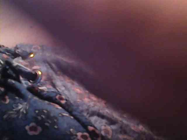 lovelyshantal webcam