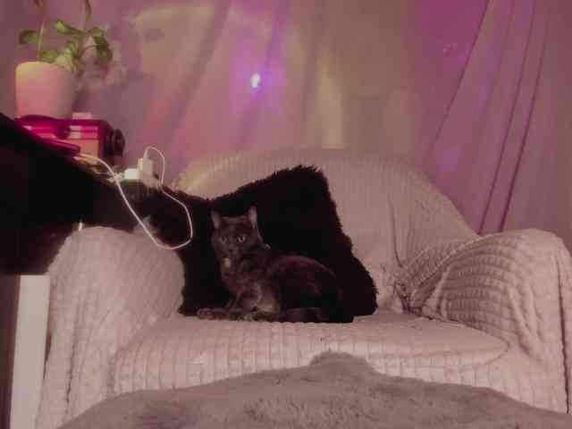 miss-asmodeus webcam