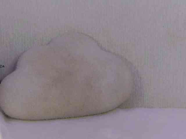 Hator webcam