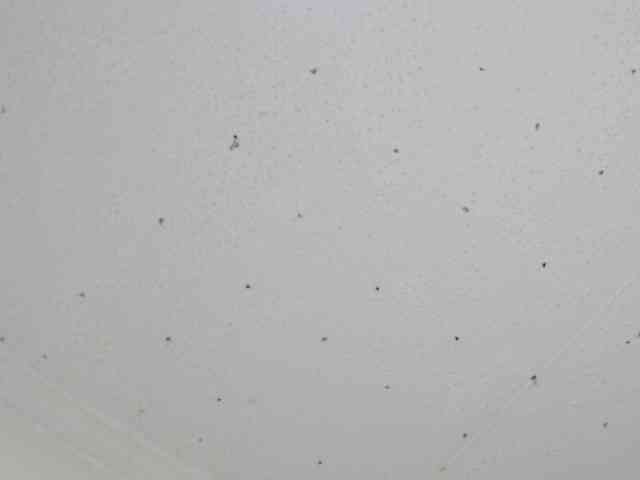 Totalslave webcam