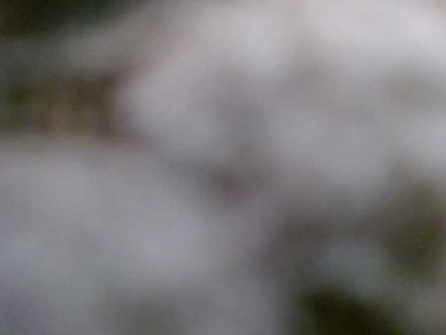 Lolaxx-x