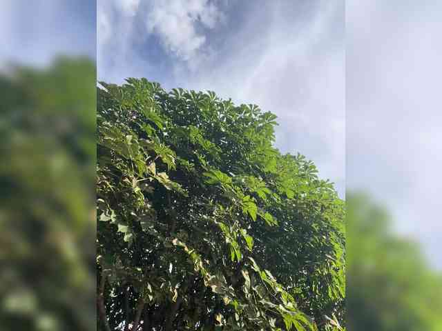TRULIULIUSHA webcam