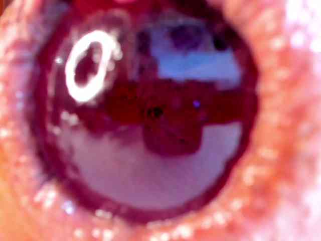 NikkaHotX webcam