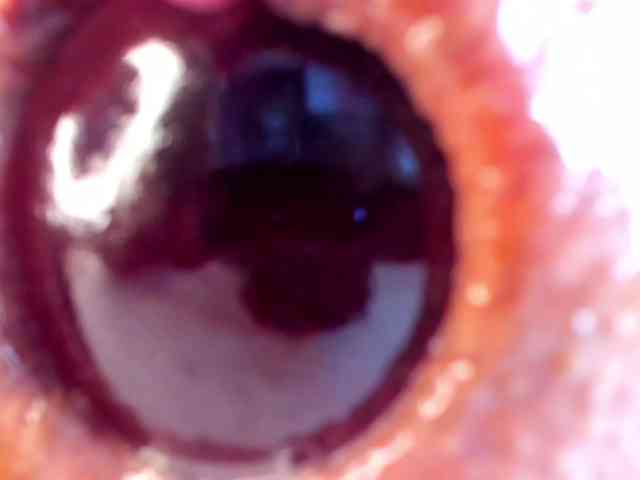 NikkaHotX webcam