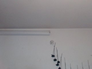 sloppytitss Porn Show