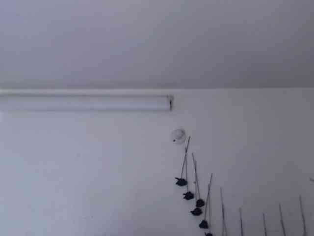 sloppytitss webcam