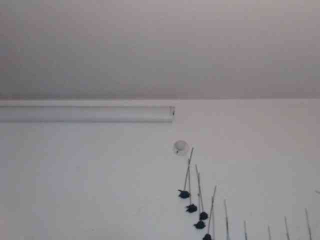 sloppytitss webcam
