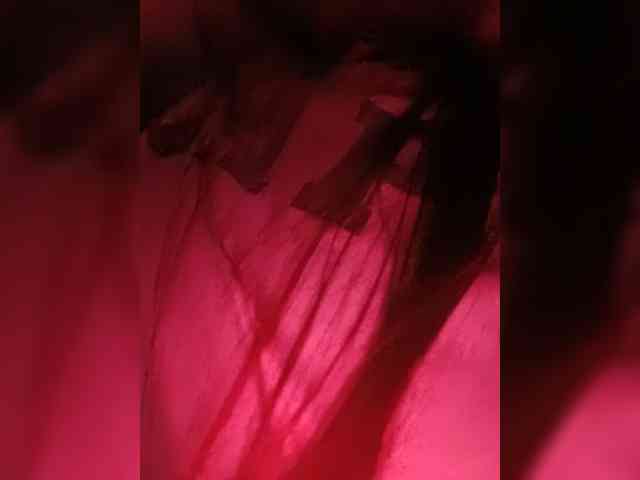 candicelovee webcam