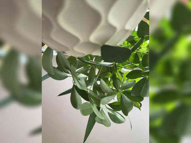 -AnnaMaria-