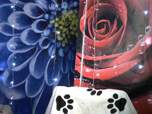 Lilijjjjjjjjjjjjjjjjj90