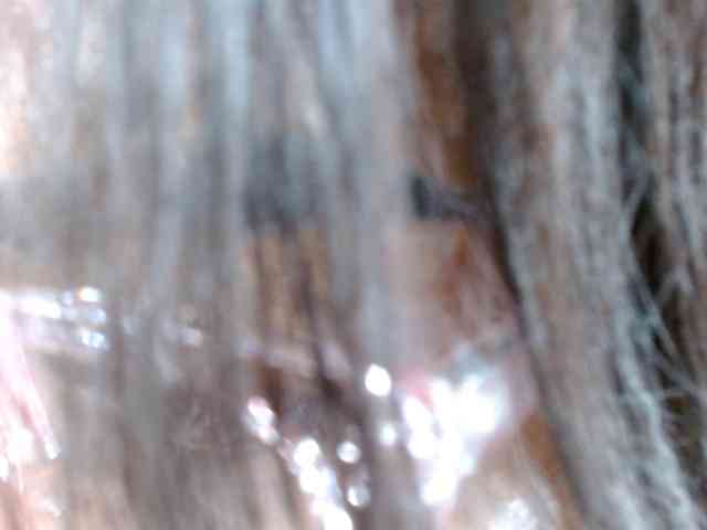 piliusme