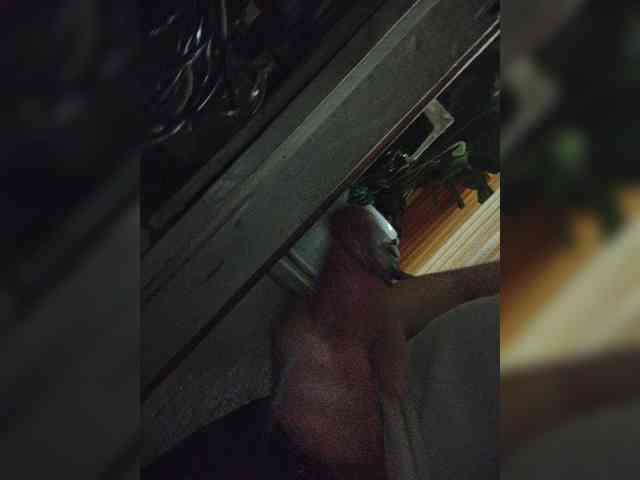 SEXYMAZAFUKER Live Webcam on BongaCams