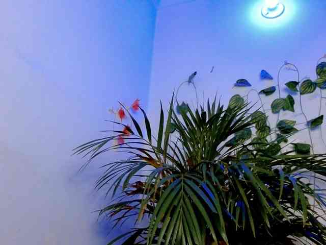 Sabrinaolsons webcam