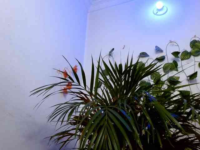 Sabrinaolsons webcam