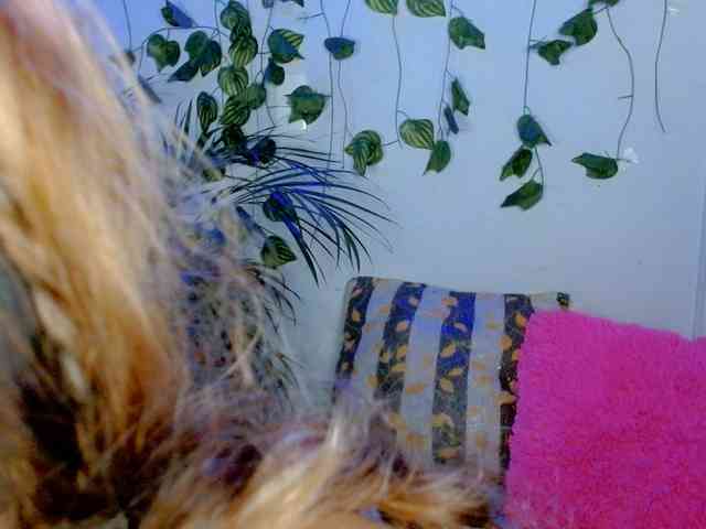 Sabrinaolsons webcam