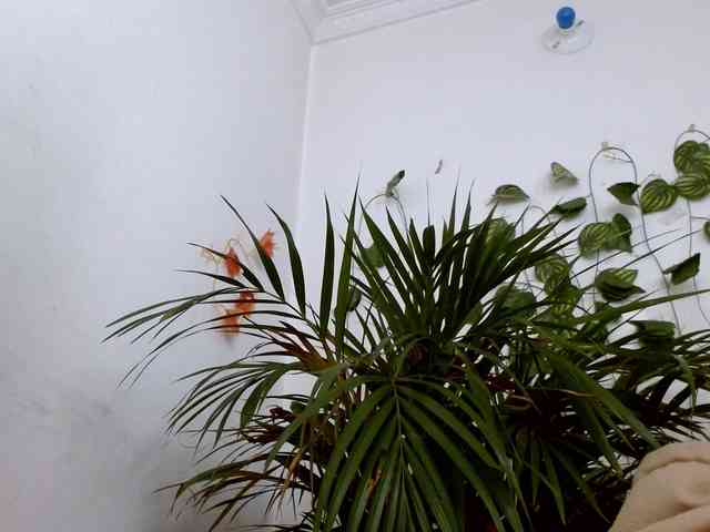 Sabrinaolsons webcam