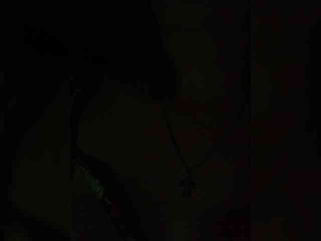 Sweet_Symphony webcam