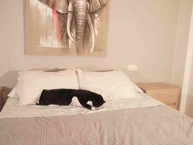 Raychell_Black webcam