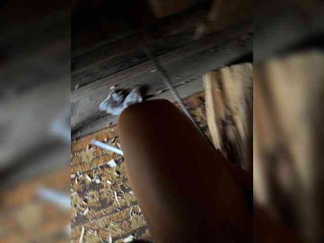 Ekaterina2221 webcam