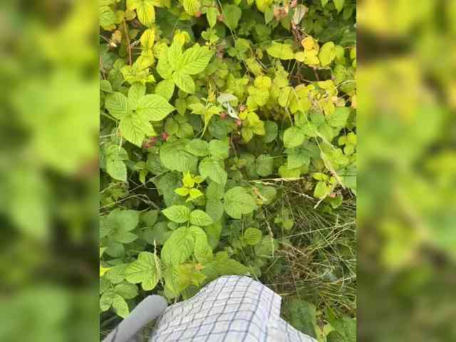 aniram2221 Sex Cam Show