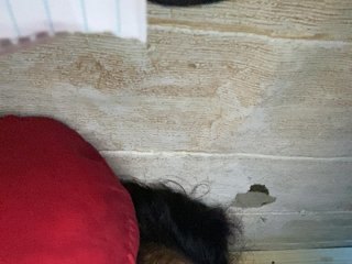 Rainie Porn Show