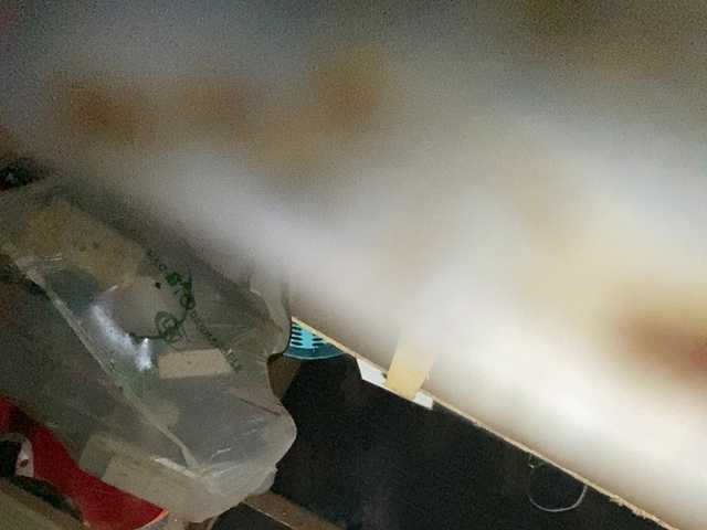 Asiankitties