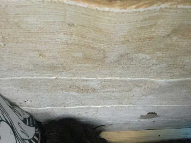 Asiankitties