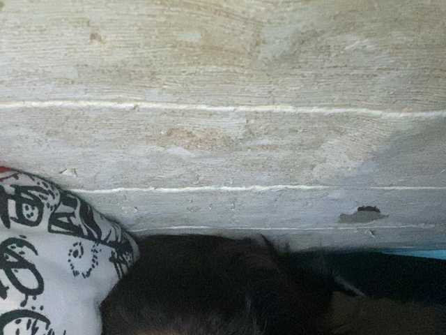 Rainie