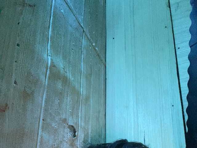 Asiankitties