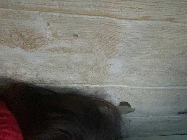 Asiankitties