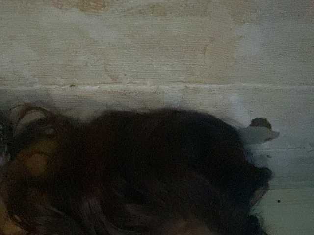 Rainie