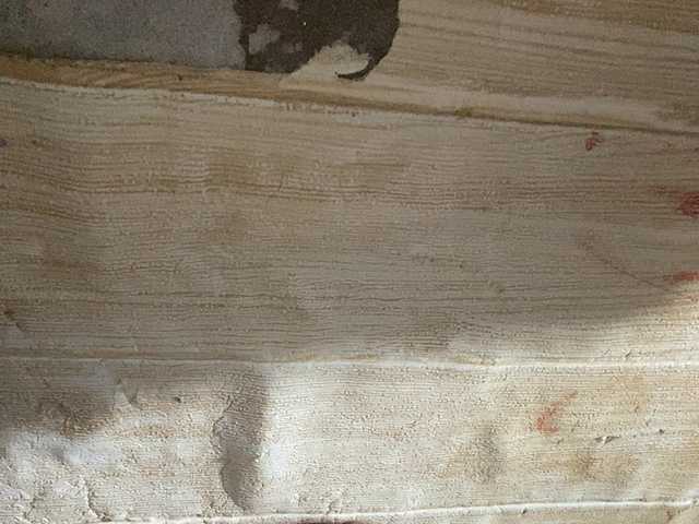 Asiankitties