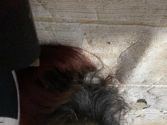 Rainie