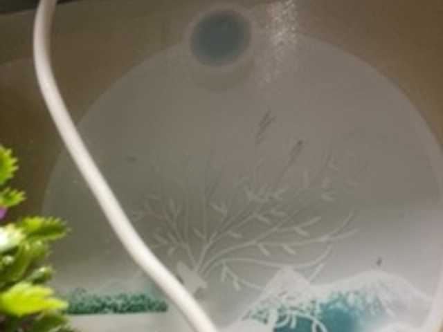 Rainie Porn