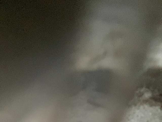 Asiankitties