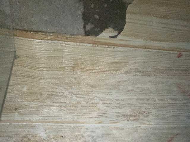 Asiankitties