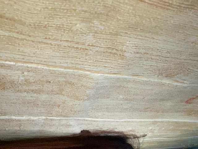 Asiankitties live cam