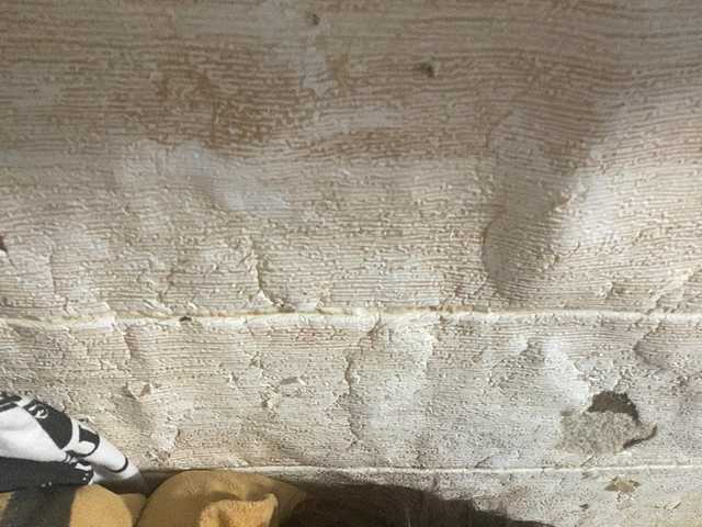 Asiankitties
